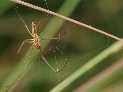 Common Stretch Spider, , Friesland, Nederland, photo 10 of 10