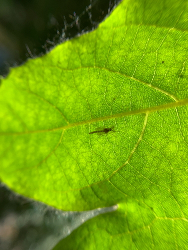 iNaturalist observation photo of Non-biting Midges