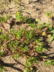 Cotula coronopifolia