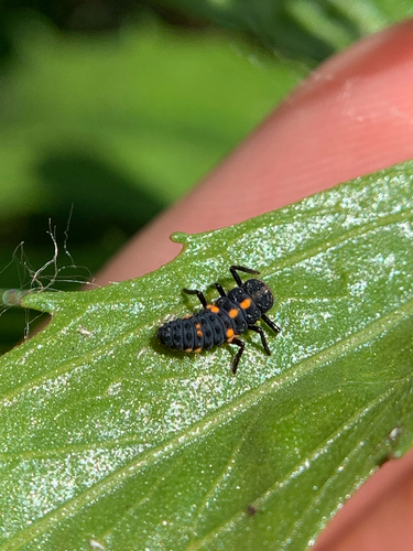 iNaturalist observation photo of Black-spotted Lady Beetles