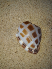 Phalium areola