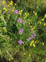 Limonium sinuatum