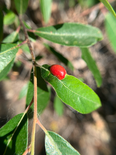 iNaturalist observation photo of Willow Apple Gall Sawfly