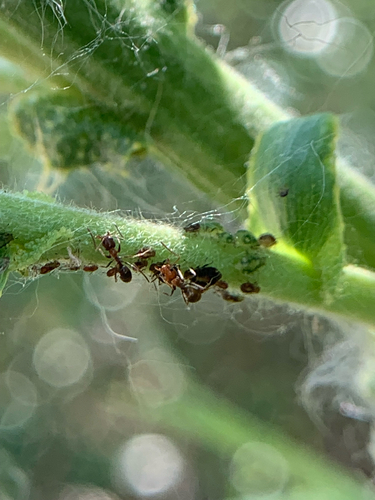 iNaturalist observation photo of Argentine Ant