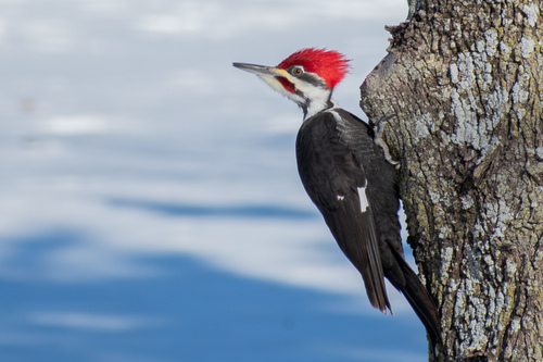 Pileated Woodpecker photographed in Kansas