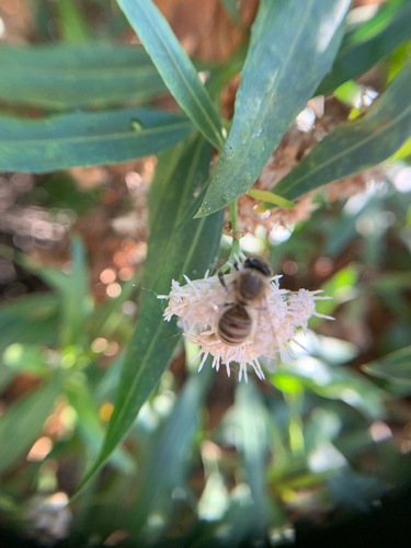 iNaturalist observation photo of Western Honey Bee