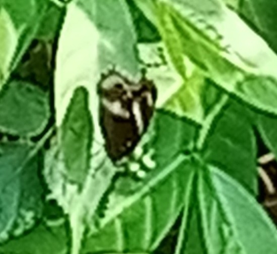 Great Eggfly