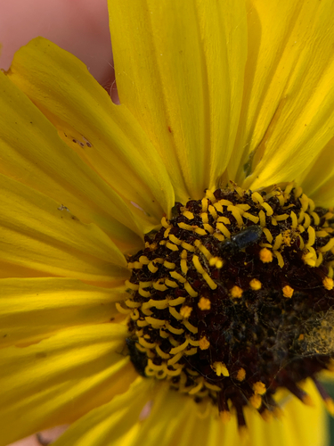 iNaturalist observation photo of Beetles