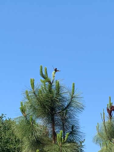 iNaturalist observation photo of Perching Birds