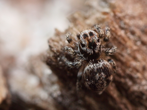V-Signed Jumping Spider, , Noord-Holland, Nederland, photo 6 of 10
