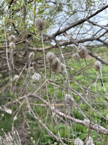 Dipsacus gmelinii (Dipsacus gmelinii)