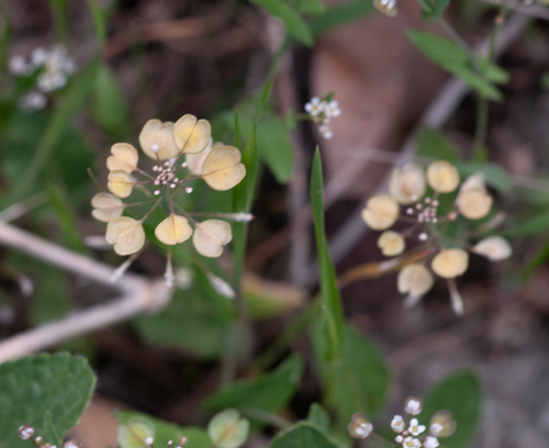 Perfoliate Penny-cress