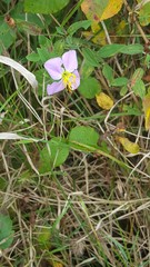 Rhexia mariana mariana