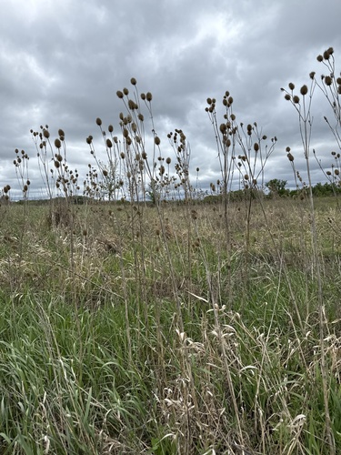 Dipsacus gmelinii (Dipsacus gmelinii)