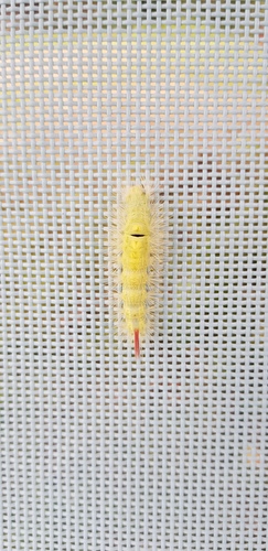 štetinavec orechový (Calliteara pudibunda)
