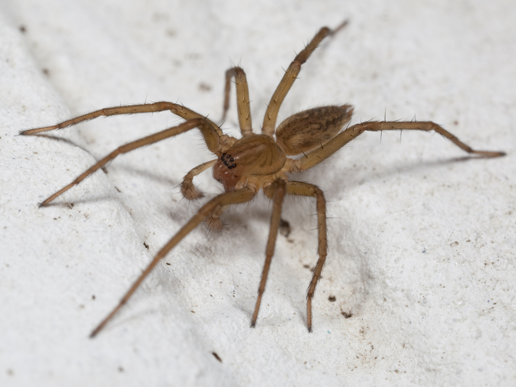 Tegecoelotes corasides