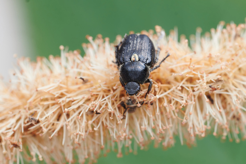 Diphycerus davidis
