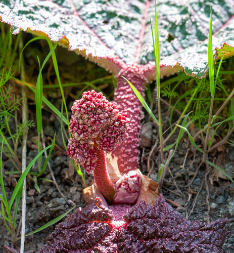Syrian rhubarb