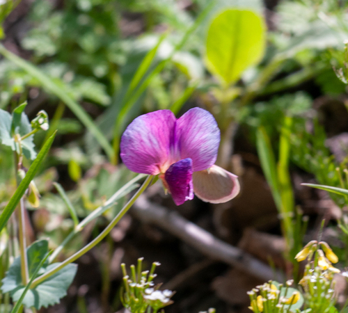 Common Pea