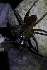 Dolomedes raptor