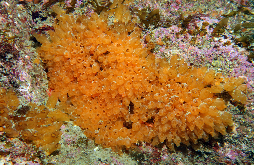 Orange Sea Grapes