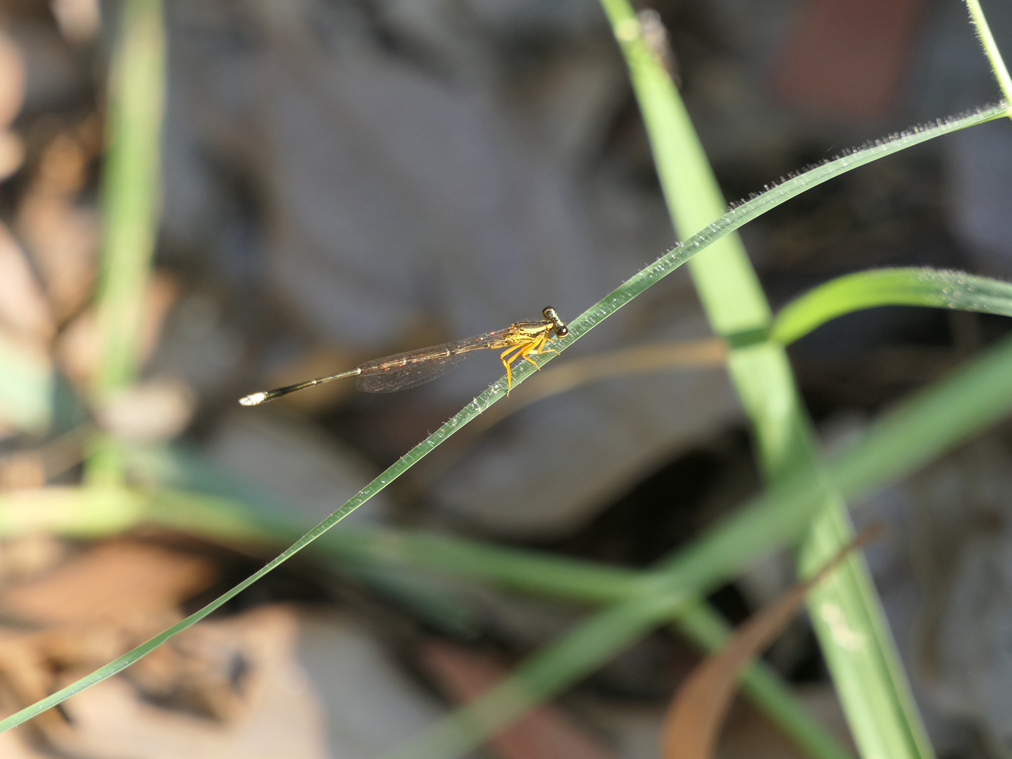 Yellow Featherleg
