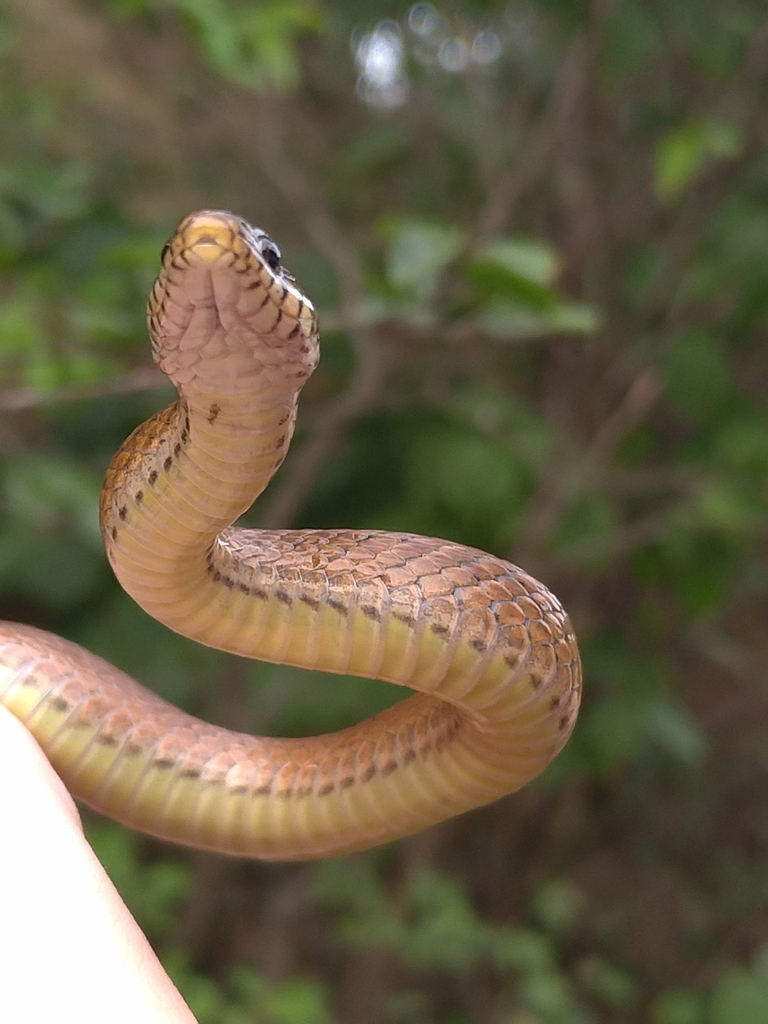 Japanese Keelback from 南韓仁川甕津郡 on September 3, 2019 at 01:01 PM by ...