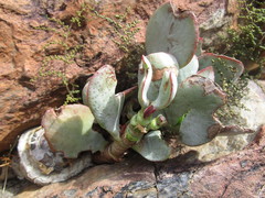 Crassula arborescens