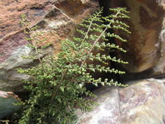 Cheilanthes parviloba