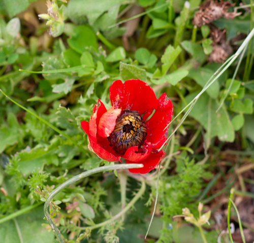 poppy anemone