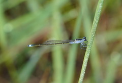 Ischnura pruinescens