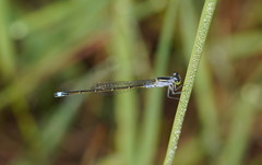 Ischnura pruinescens