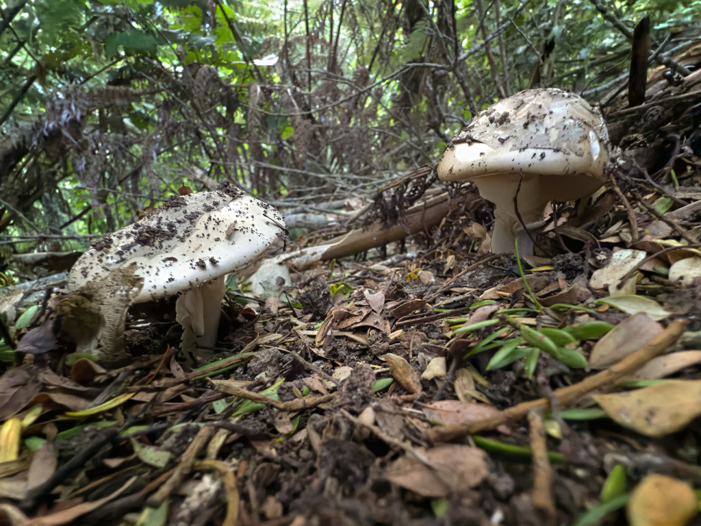 Amanita nothofagi · May 2025 · photo: © jeremy_rolfe (iNaturalist, cc-by)