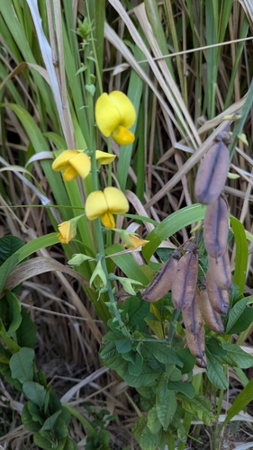 Crotalaria spectabilis observed 2025-05-07