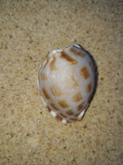 Phalium areola