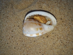 Phalium areola