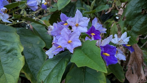 Solanum wrightii observed 2025-05-07