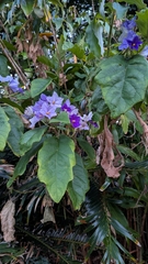 Solanum wrightii, photograph (c) Rick Mandel, some rights reserved (CC BY)