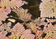 Austrocnemis splendida