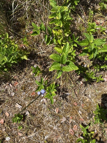 Stachytarpheta cayennensis observed 2025-05-03