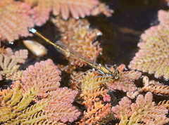 Austrocnemis splendida