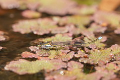 Austrocnemis splendida