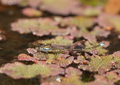 Austrocnemis splendida