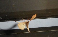 Sestra humeraria