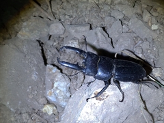 Serrognathus titanus