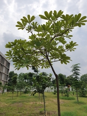 Alstonia angustifolia