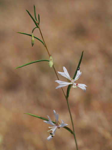 Gunsight clarkia (Clarkia xantiana)