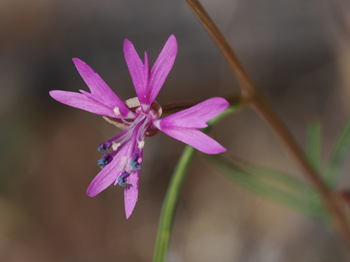 Kern Canyon clarkia (Clarkia xantiana)