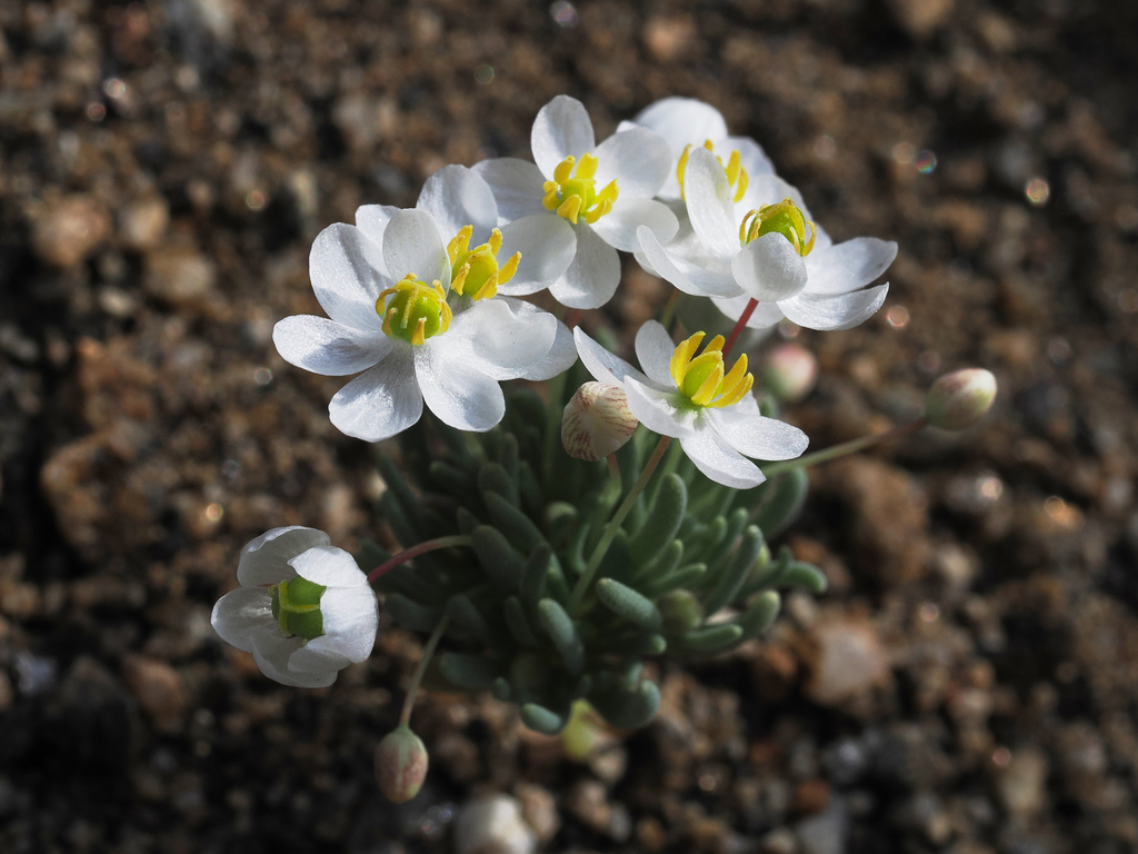 White pygmypoppy (Canbya candida)
