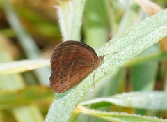 Mycalesis sirius